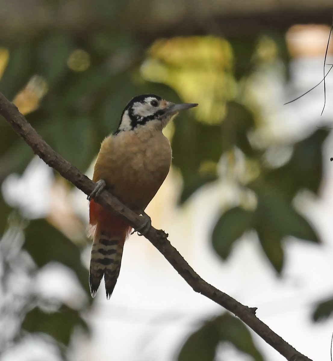 Himalayan Woodpecker - ML535423031