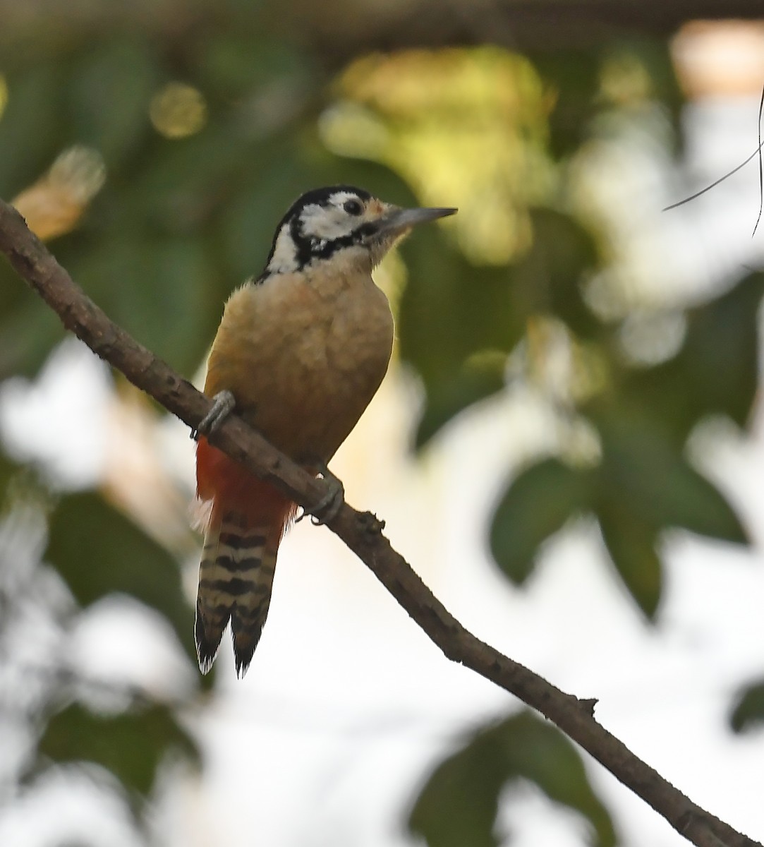 Himalayan Woodpecker - ML535423041