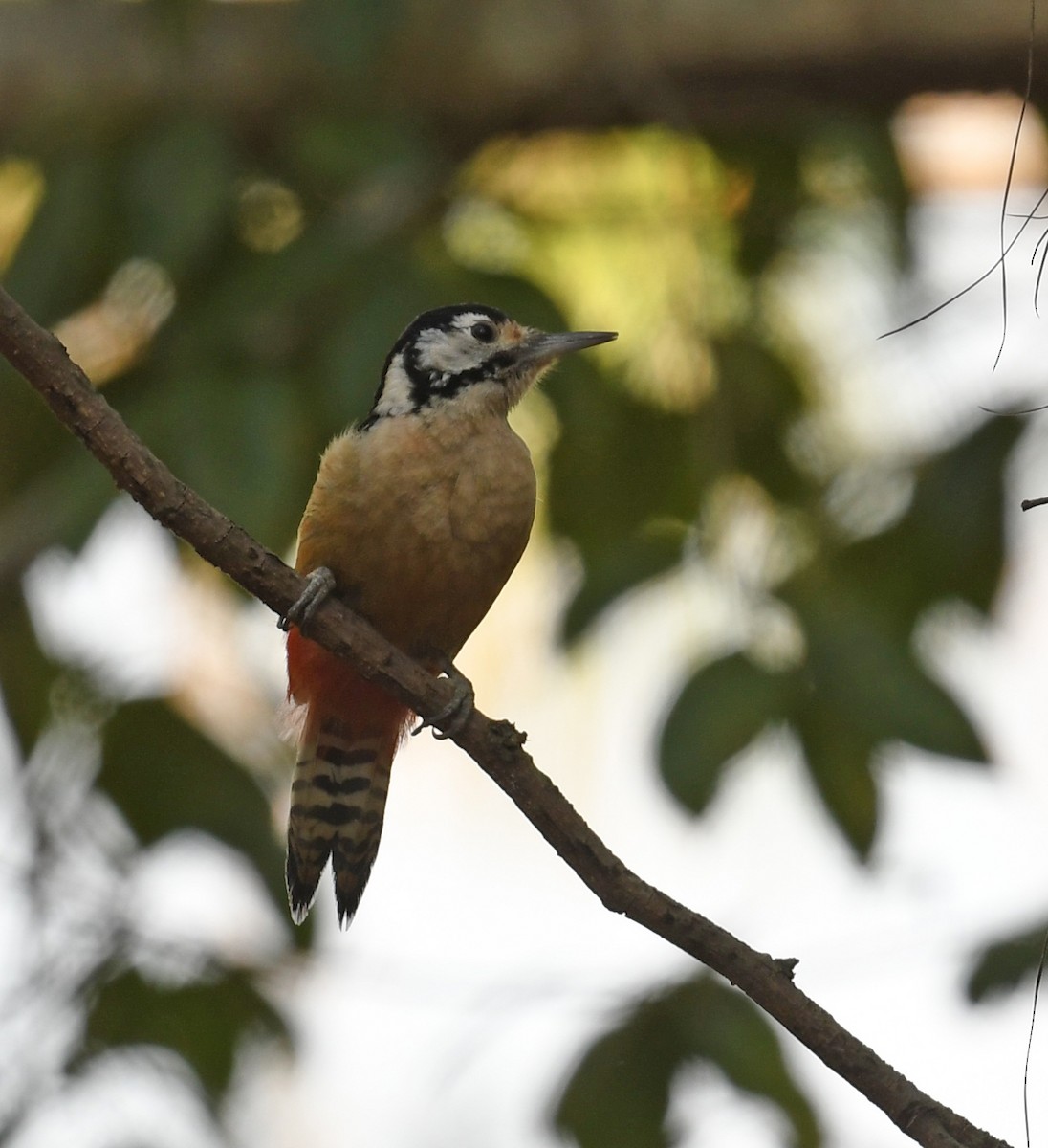 Himalayan Woodpecker - ML535423051