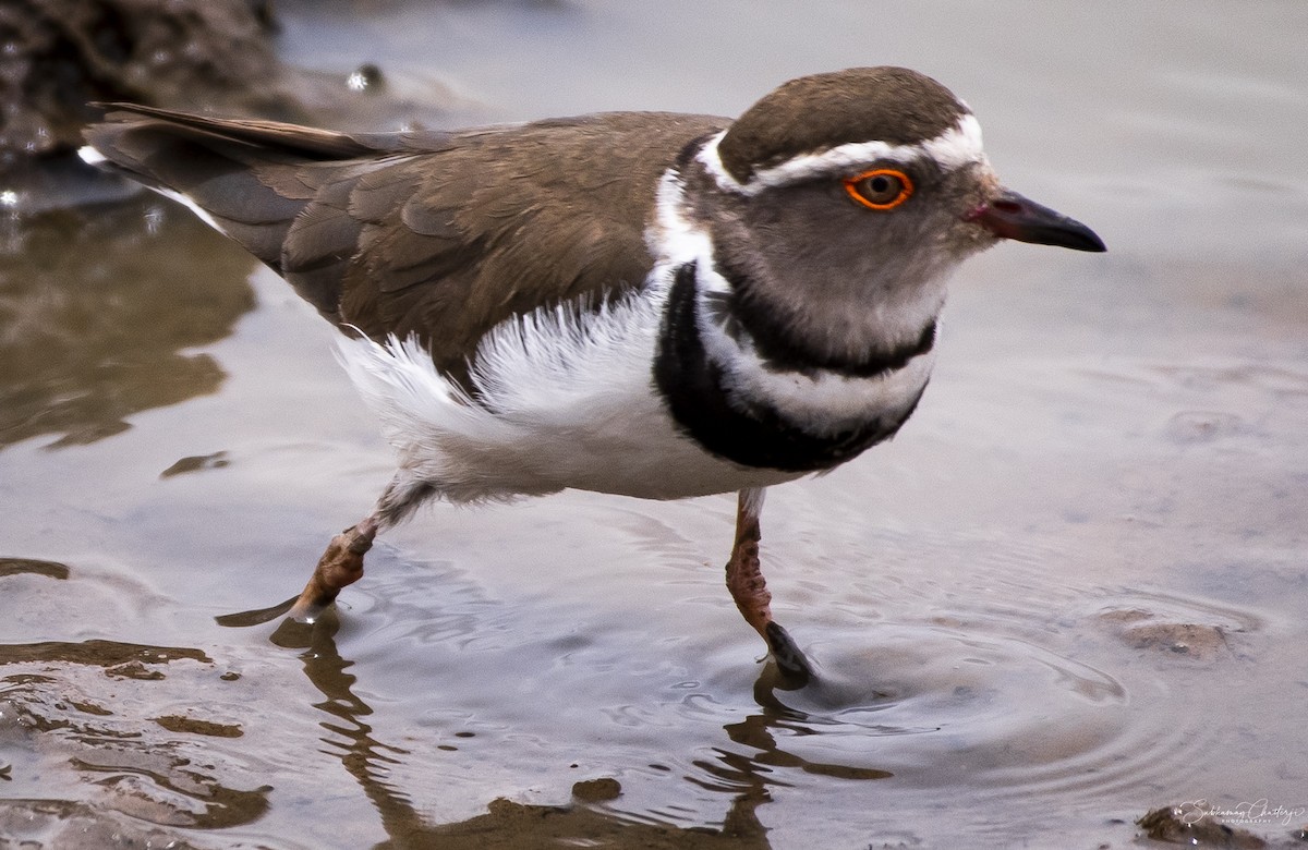 Three-banded Plover - ML535424061