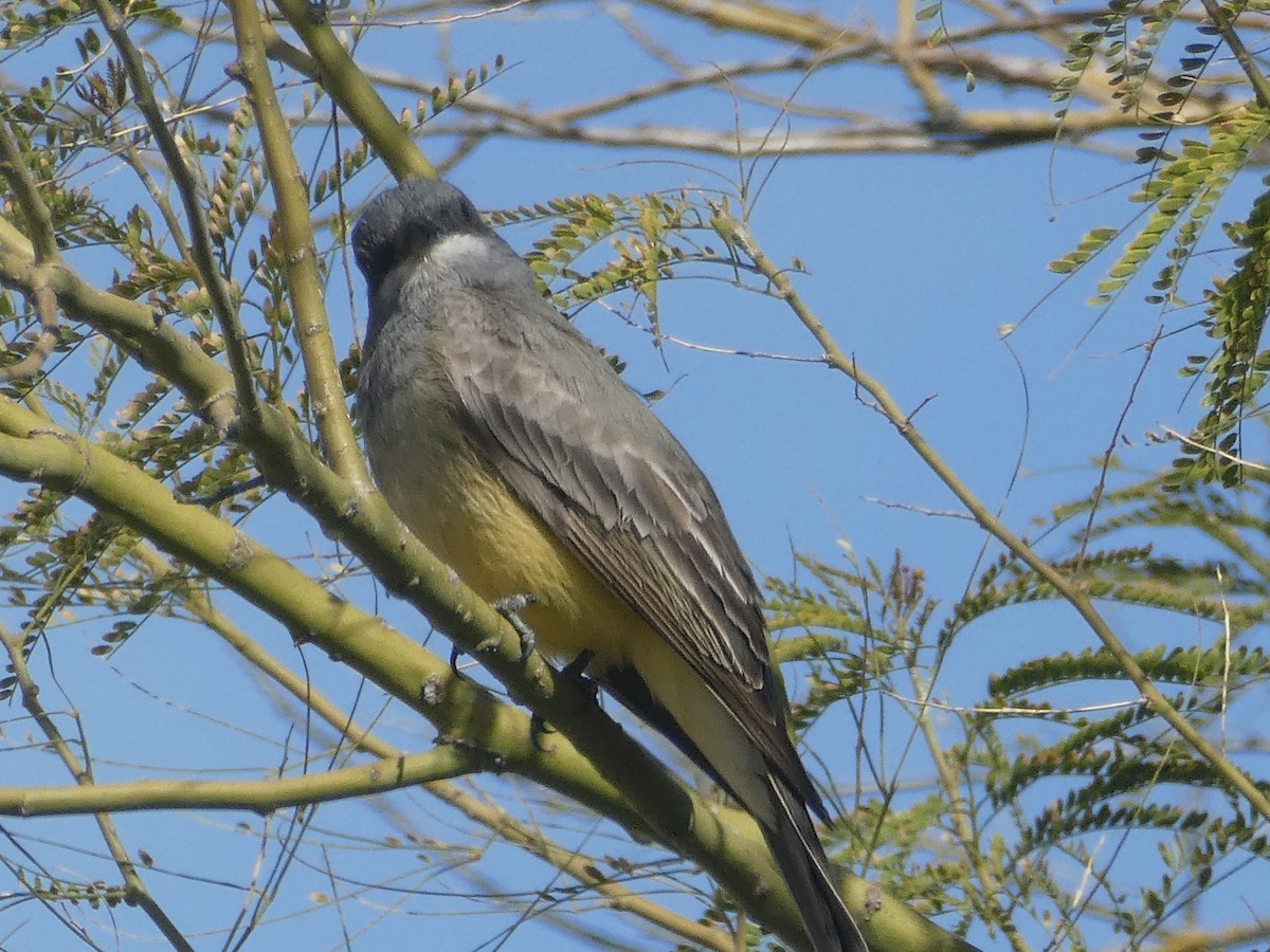 eBird Checklist 13 Feb 2023 Randolph GC/Hardesty Building 24 species