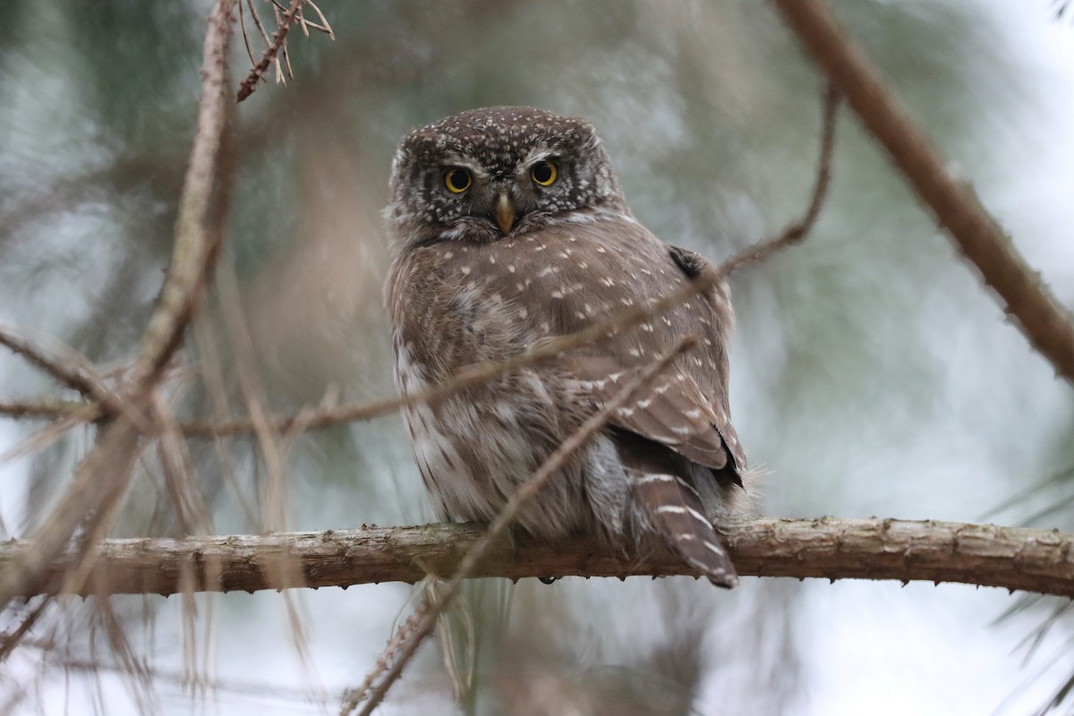 Eurasian Pygmy-Owl - ML535429161