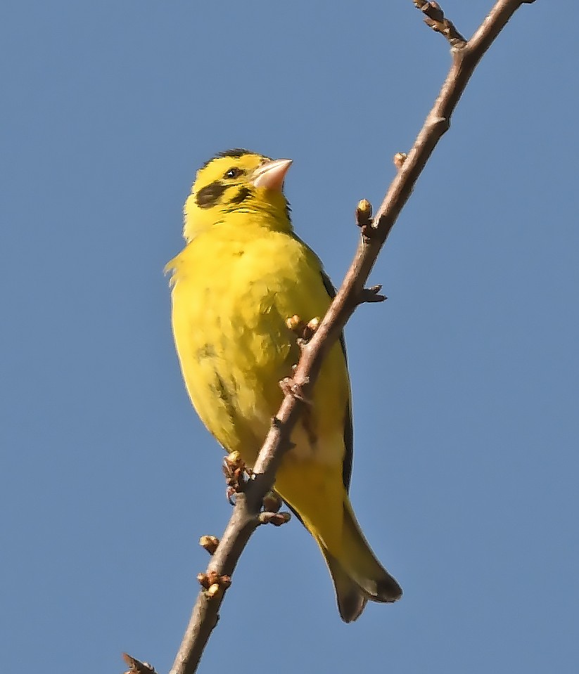 Yellow-breasted Greenfinch - ML535433701