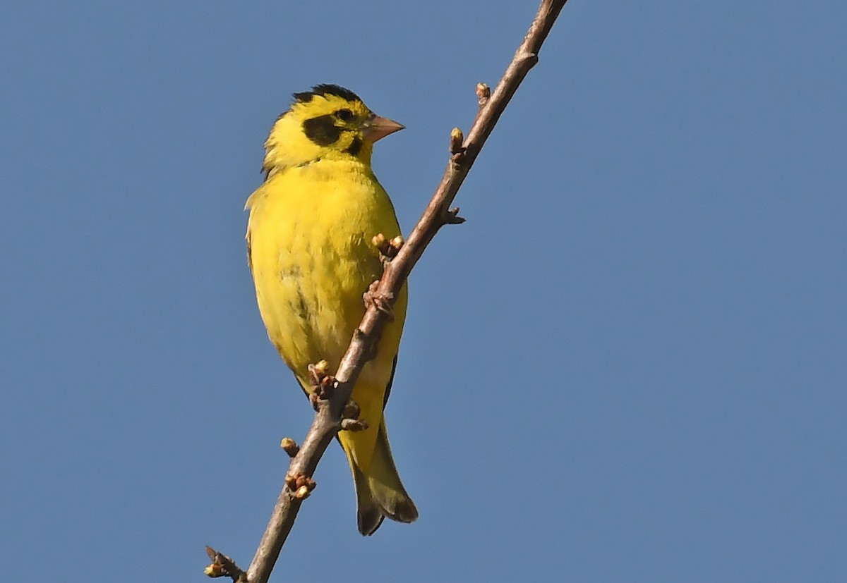 Yellow-breasted Greenfinch - ML535433721