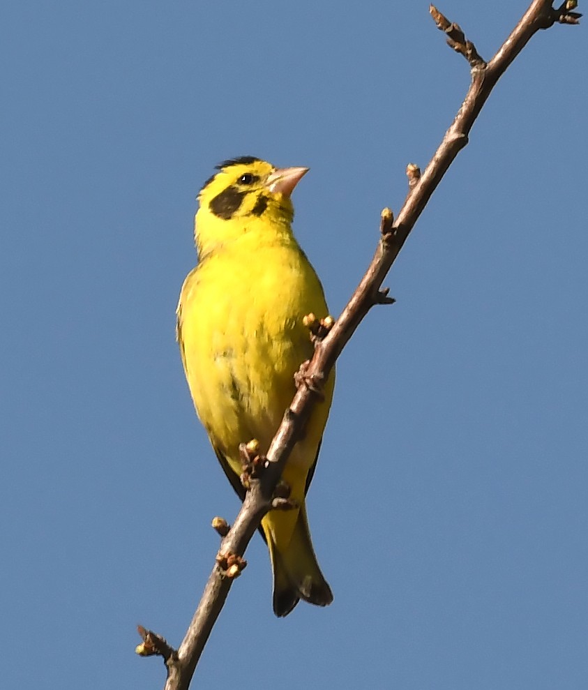 Yellow-breasted Greenfinch - ML535433731
