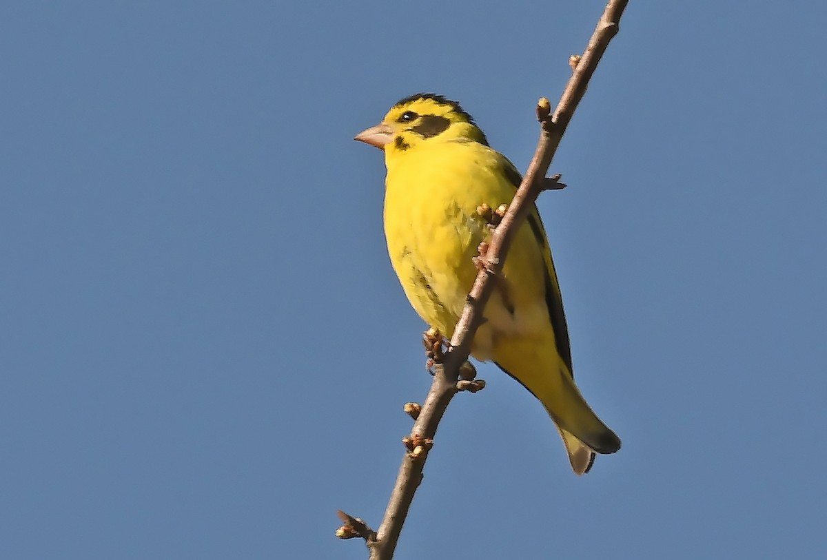 Yellow-breasted Greenfinch - ML535433741