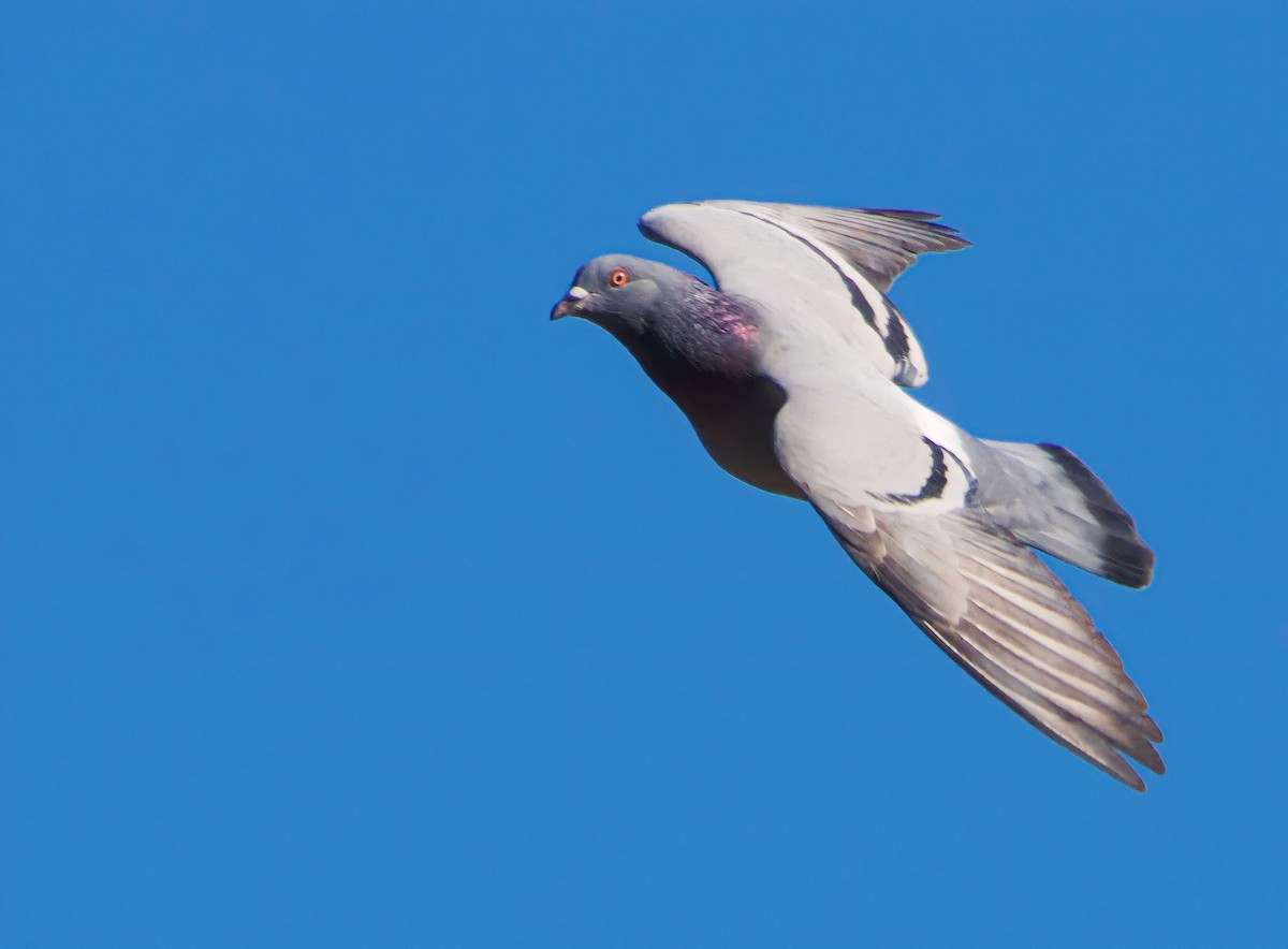Rock Pigeon (Feral Pigeon) - ML535440451