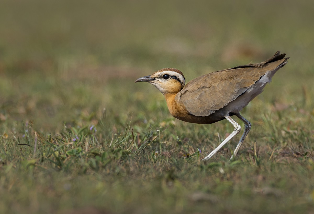 Indian Courser - ML535440631