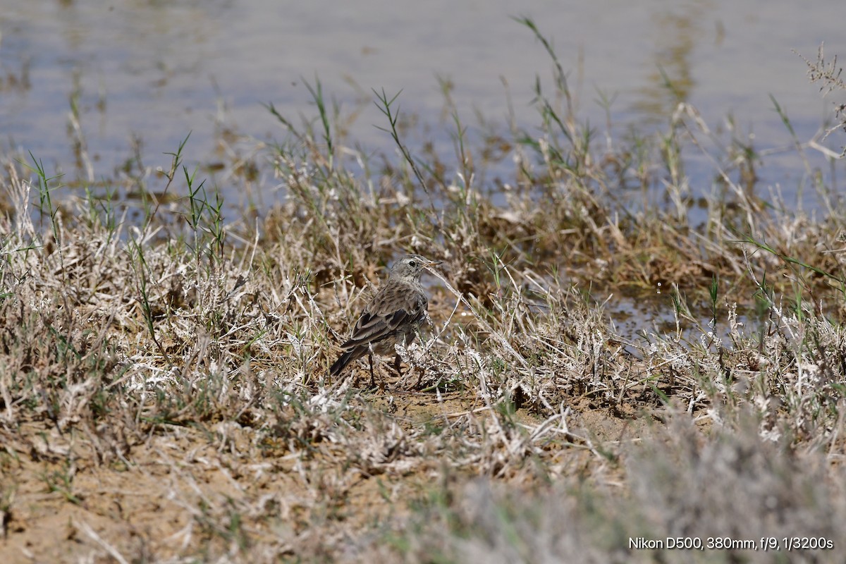 Water Pipit - ML535445251