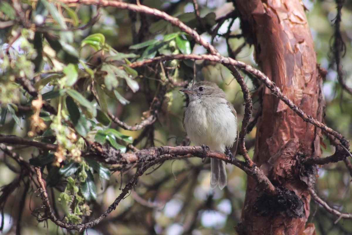 Southern Mouse-colored Tyrannulet - ML535446661