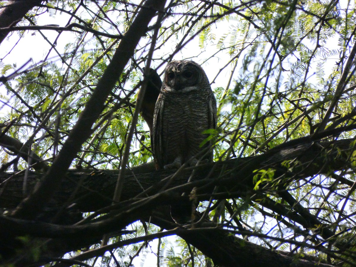 Mottled Wood-Owl - ML535450261