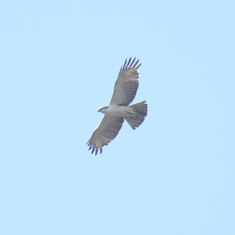 Rufous-bellied Eagle - ML535451861