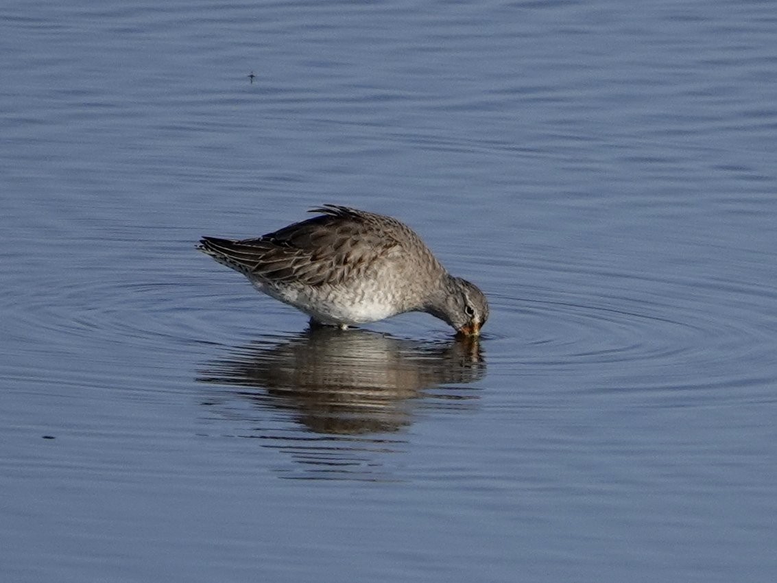 Long-billed Dowitcher - ML535451931