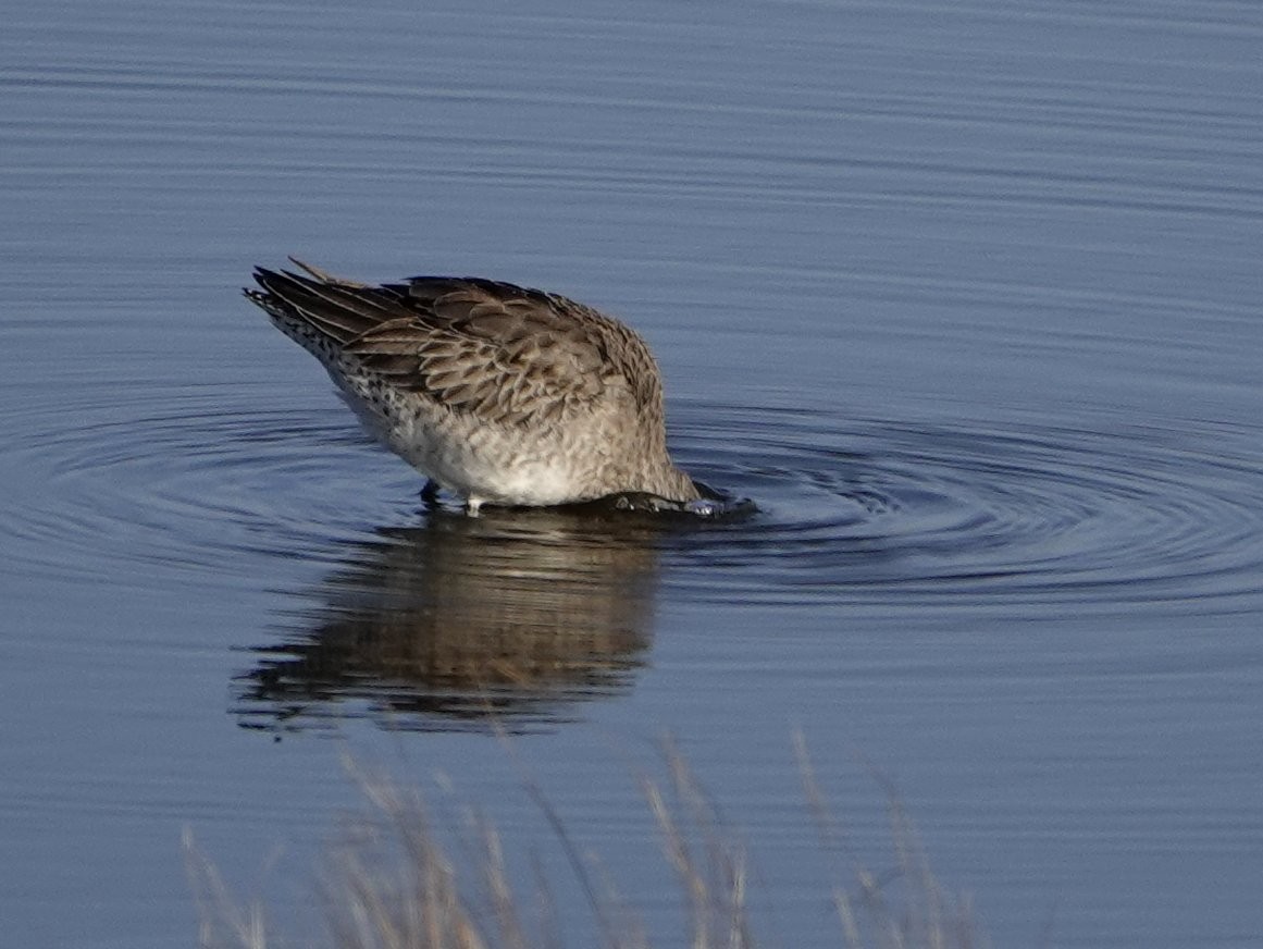 Long-billed Dowitcher - Lewis Lawes