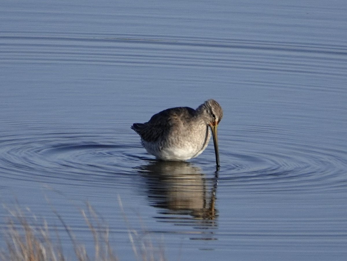Long-billed Dowitcher - Lewis Lawes