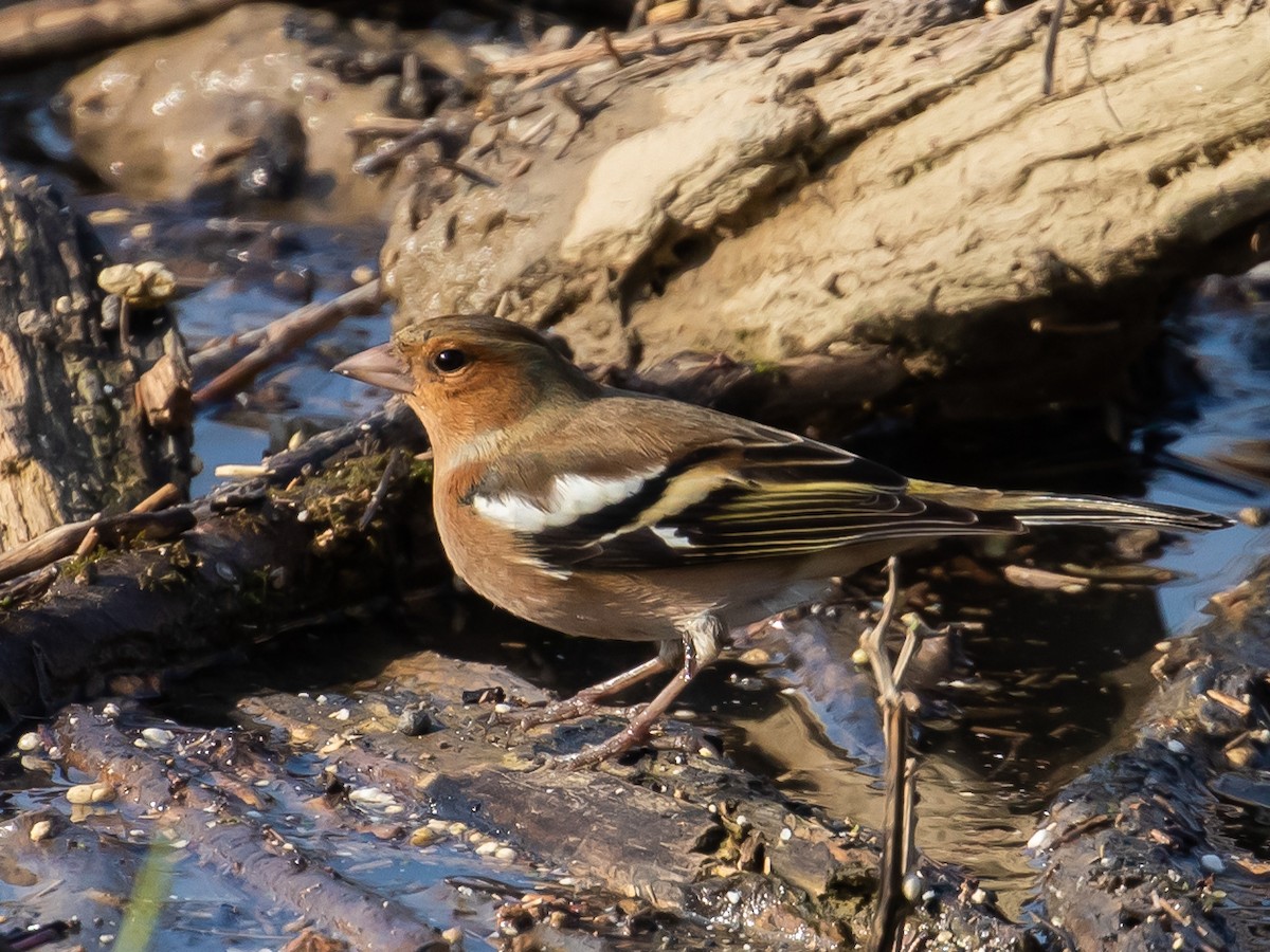 Common Chaffinch - Milan Martic