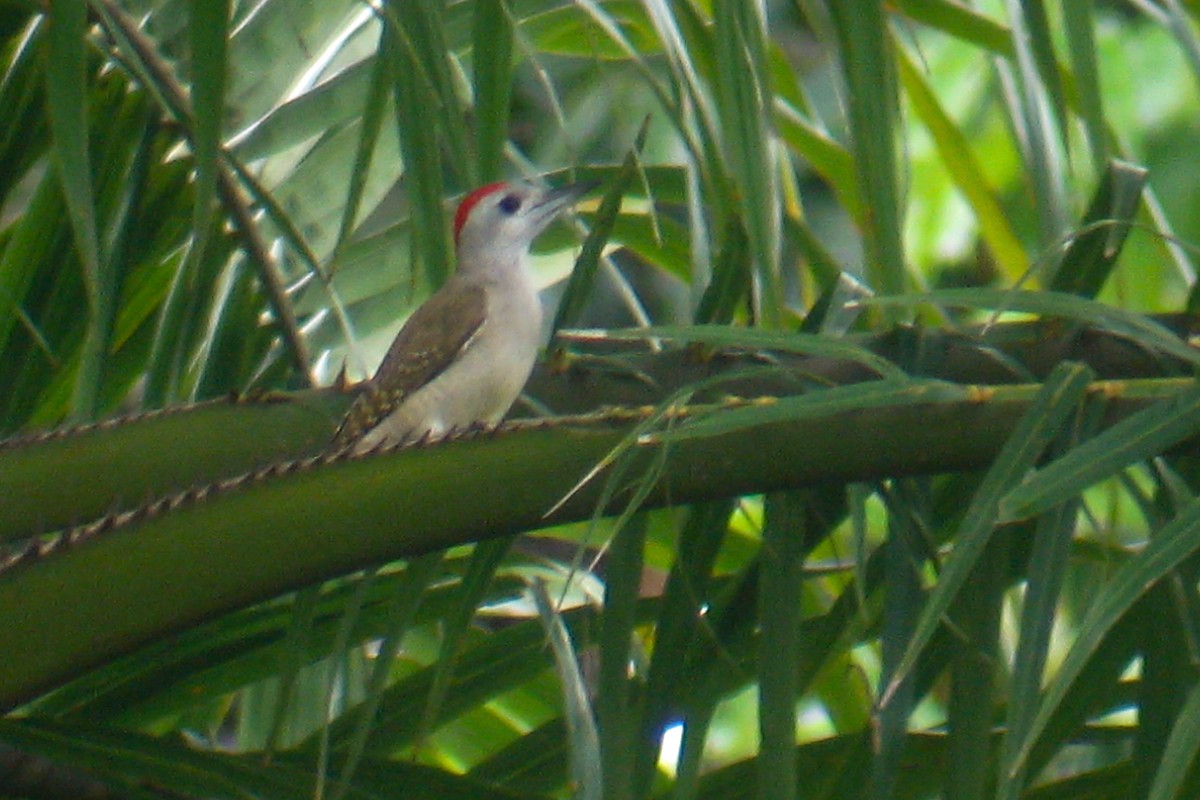African Gray Woodpecker (Gray) - ML535454711