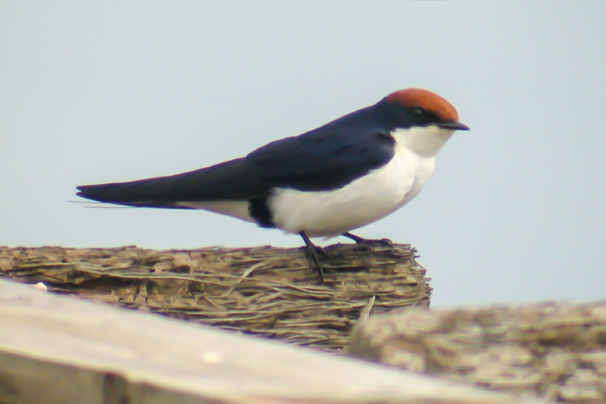 Wire-tailed Swallow - Miguel Rouco