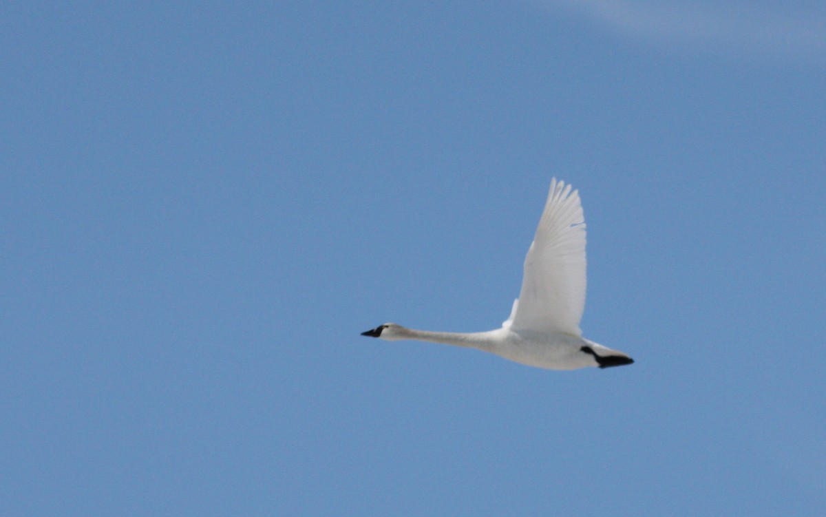 Tundra Swan (Whistling) - ML53547431