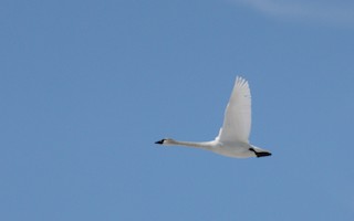 Tundra Swan (Whistling), ML53547431