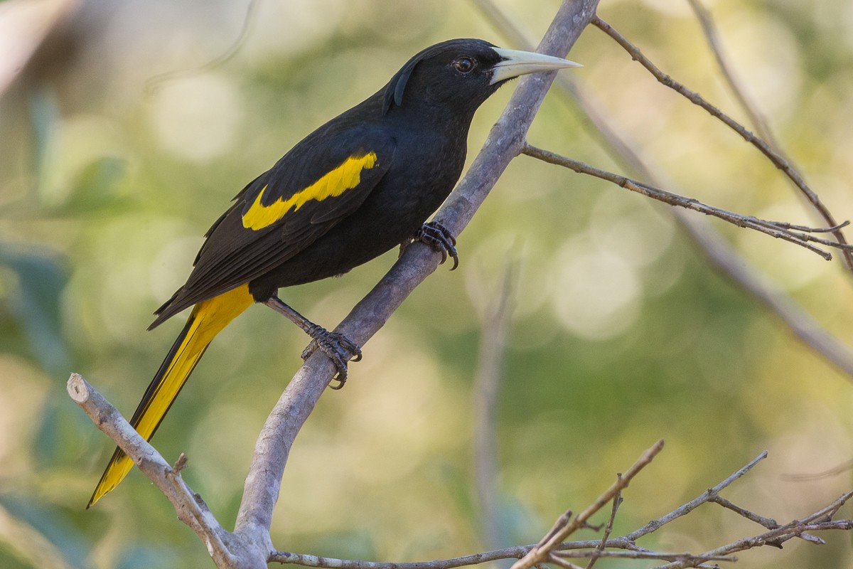 Yellow-winged Cacique - ML535480311