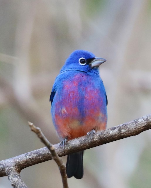 Rose-bellied Bunting ML53548241