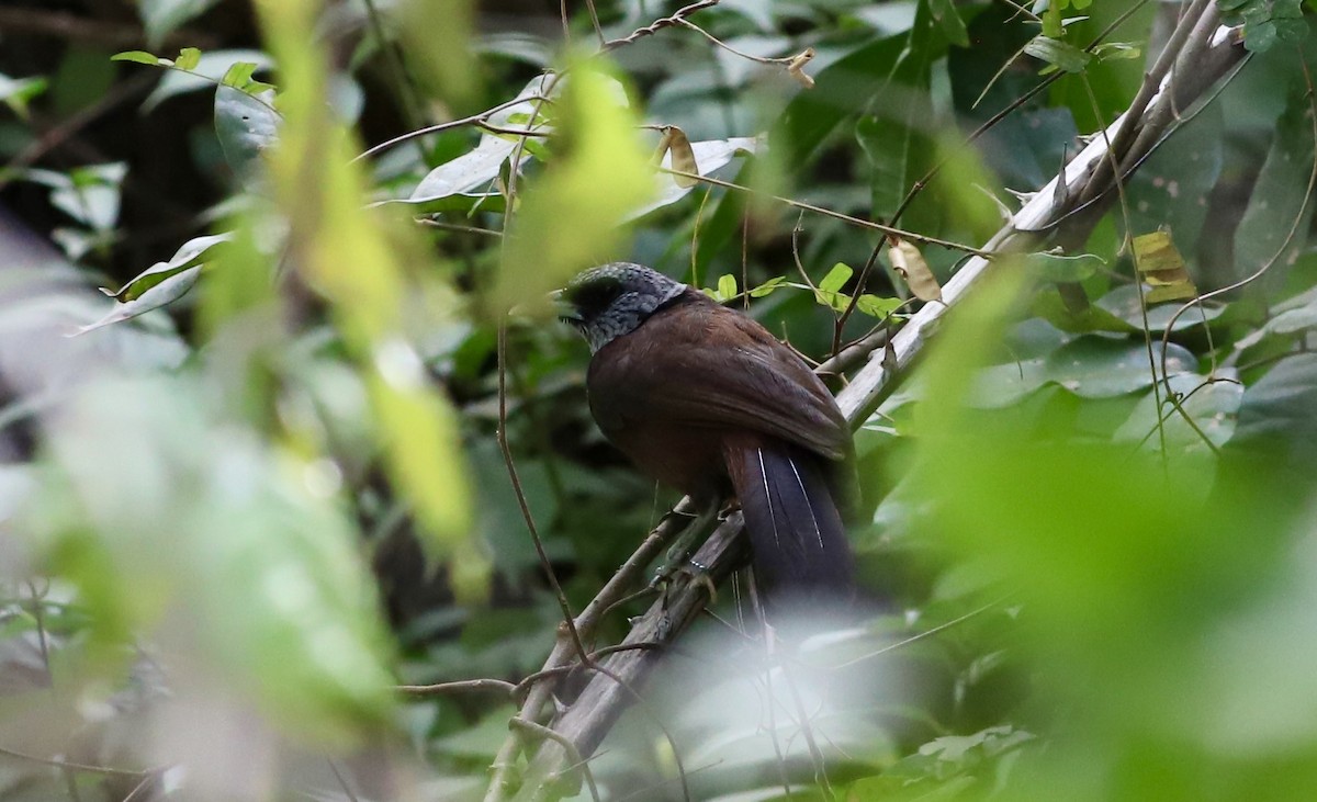 Capuchin Babbler (Gray-hooded) - Anthony Collerton