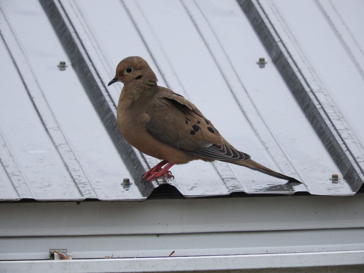 Mourning Dove - Anonymous