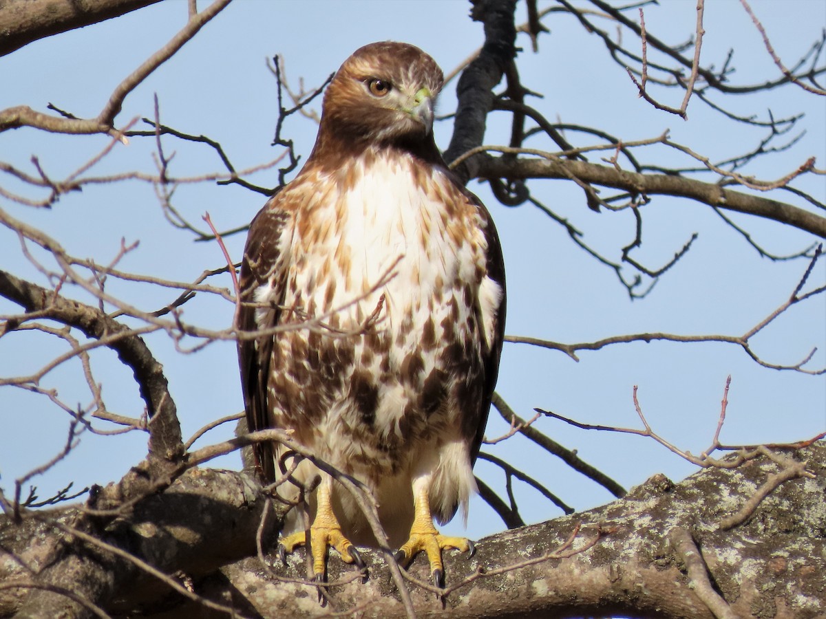 Red-tailed Hawk - ML535486001