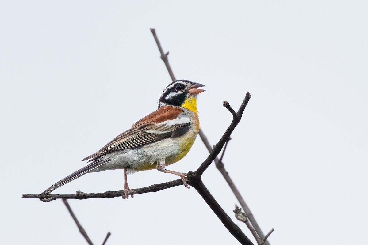 Golden-breasted Bunting - ML535488551