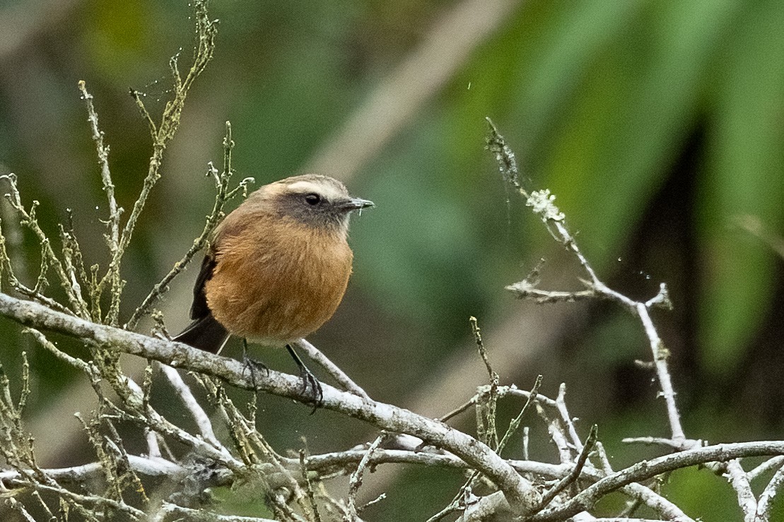 Brown-backed Chat-Tyrant - ML535492731