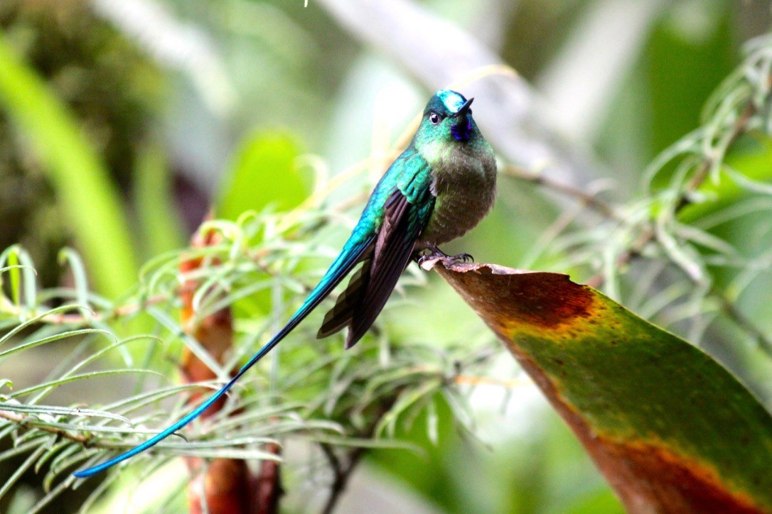 Long-tailed Sylph - ML535495461
