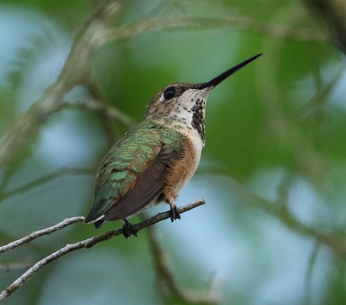 Rufous Hummingbird - Lori McDonald