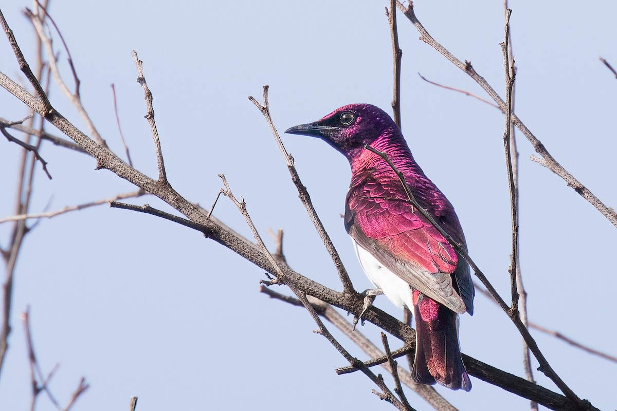 Violet-backed Starling - ML535497931