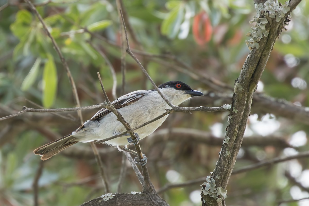 Black-backed Puffback - Michael Henry