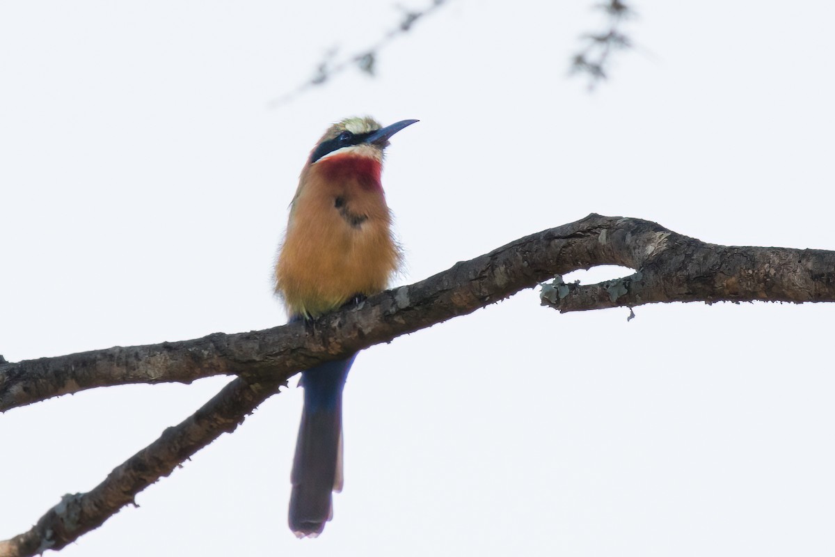 White-fronted Bee-eater - ML535499251