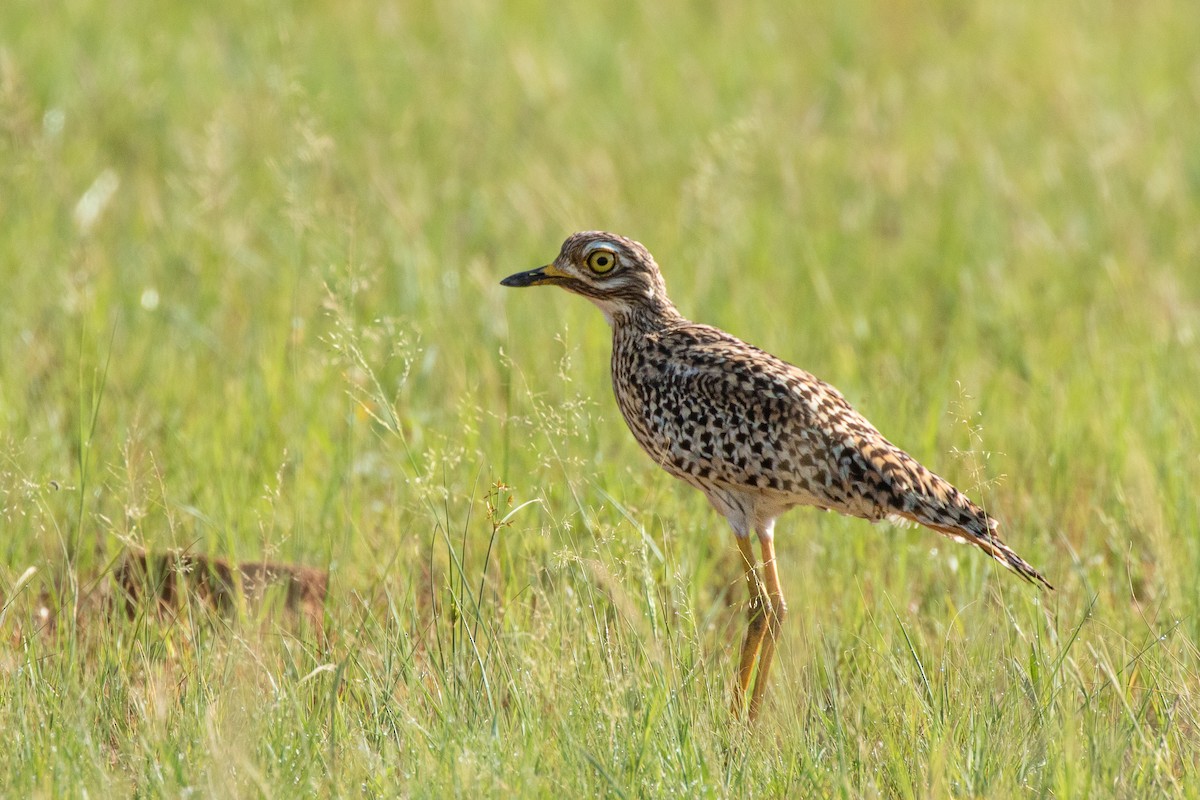 Spotted Thick-knee - Michael Henry