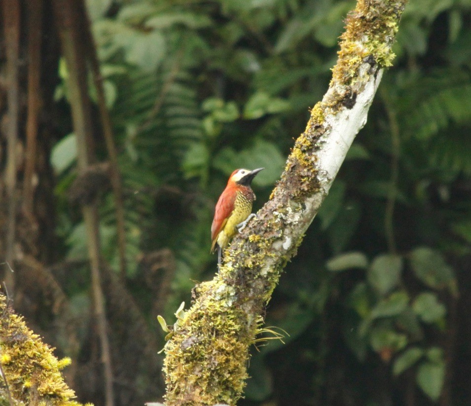 Crimson-mantled Woodpecker - ML535501641