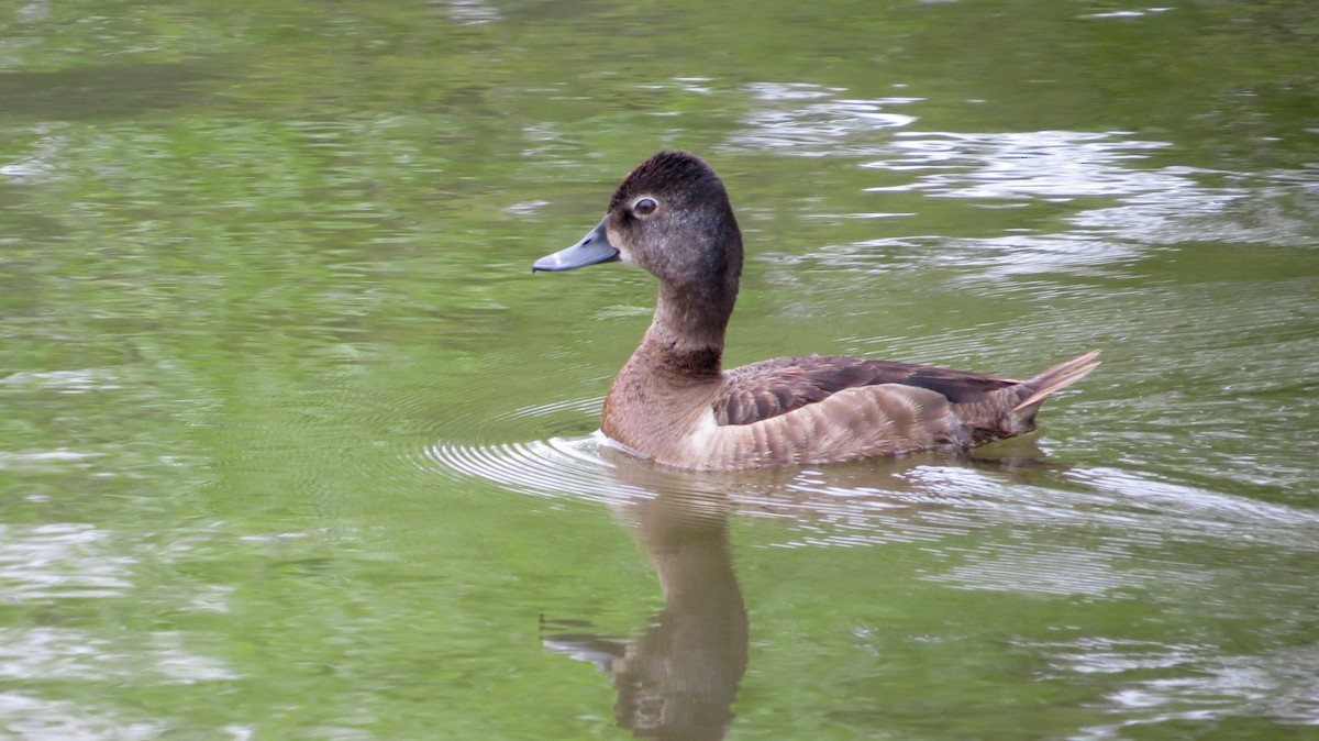 Ring-necked Duck - Vinod Babu