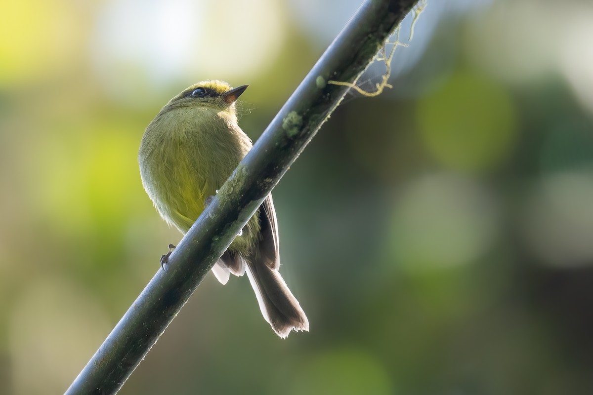 Yellow-bellied Chat-Tyrant - Ben  Lucking