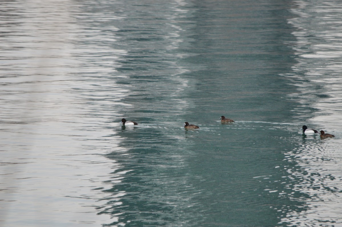Greater Scaup - ML53550621