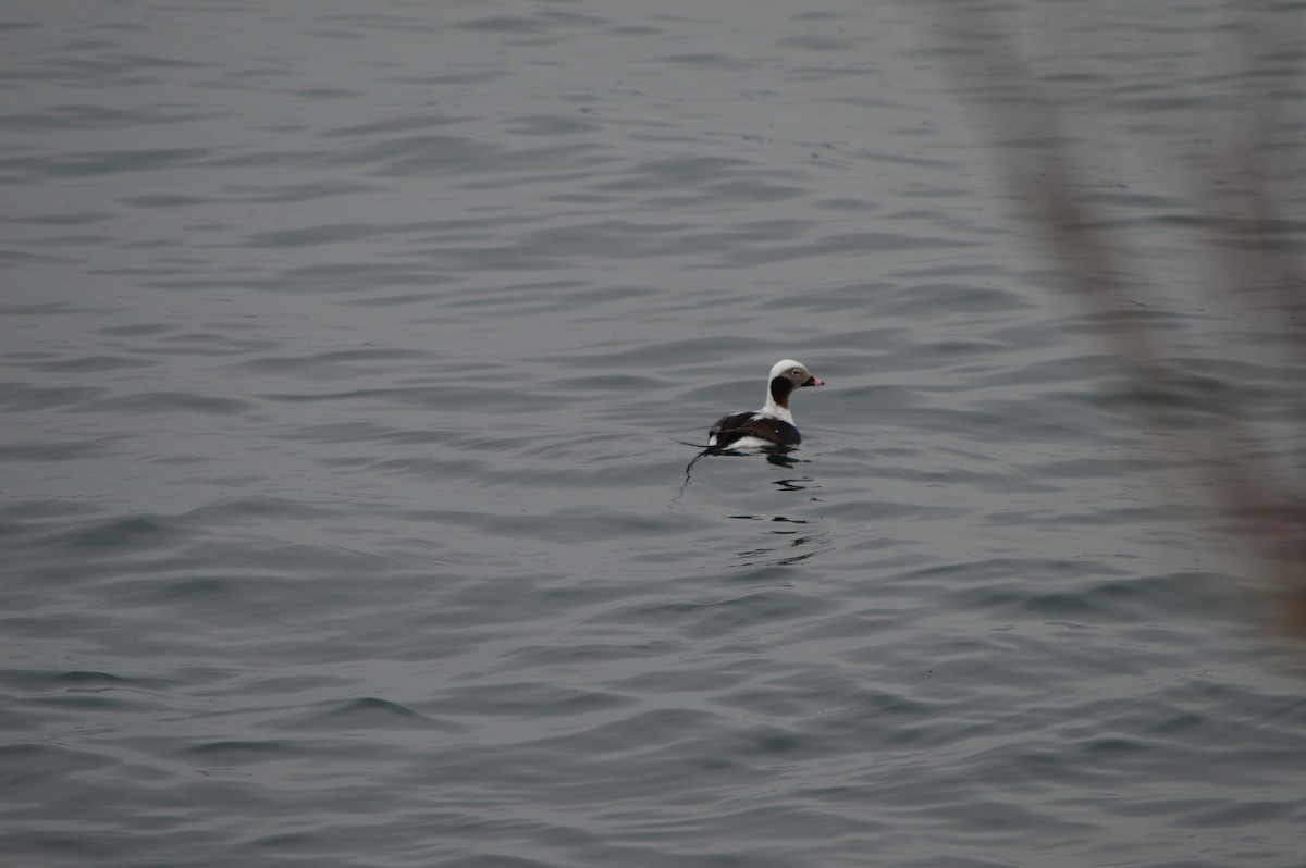 Long-tailed Duck - ML53550761