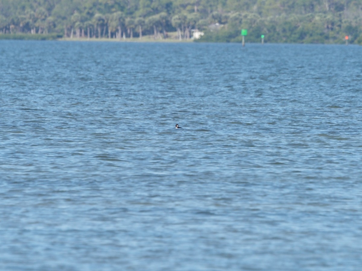 eBird Checklist 15 Feb 2023 Blind Pass Beach Park 13 species