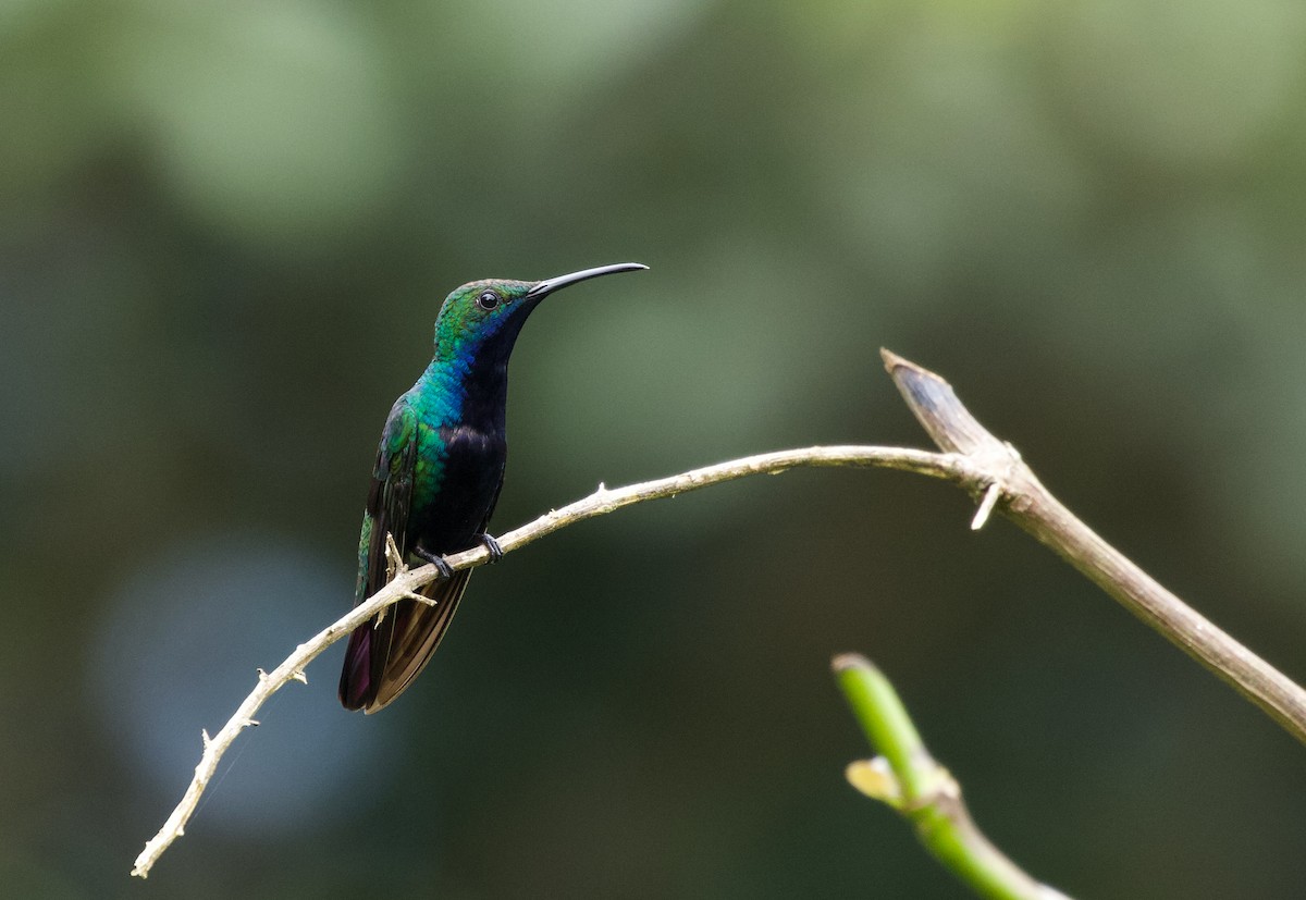 kolibřík tropický - ML535507941