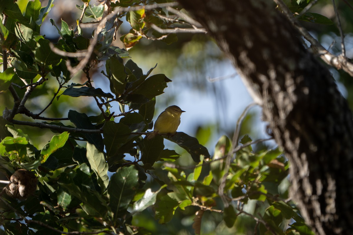Orange-crowned Warbler - Poncho Lizárraga