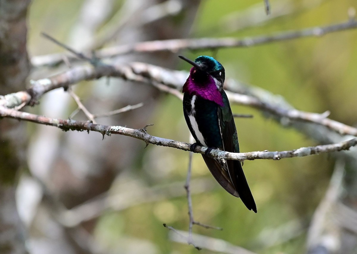 kolibřík fialovolímcový - ML535514411