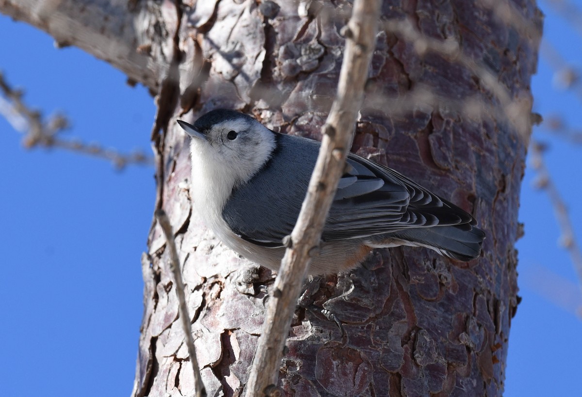 White-breasted Nuthatch - ML535514801
