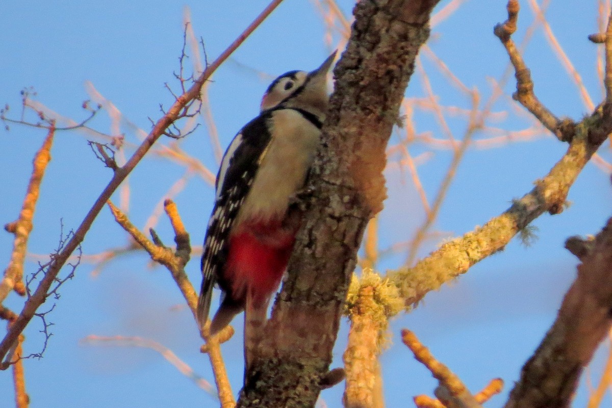 Great Spotted Woodpecker (japonicus) - ML535515351