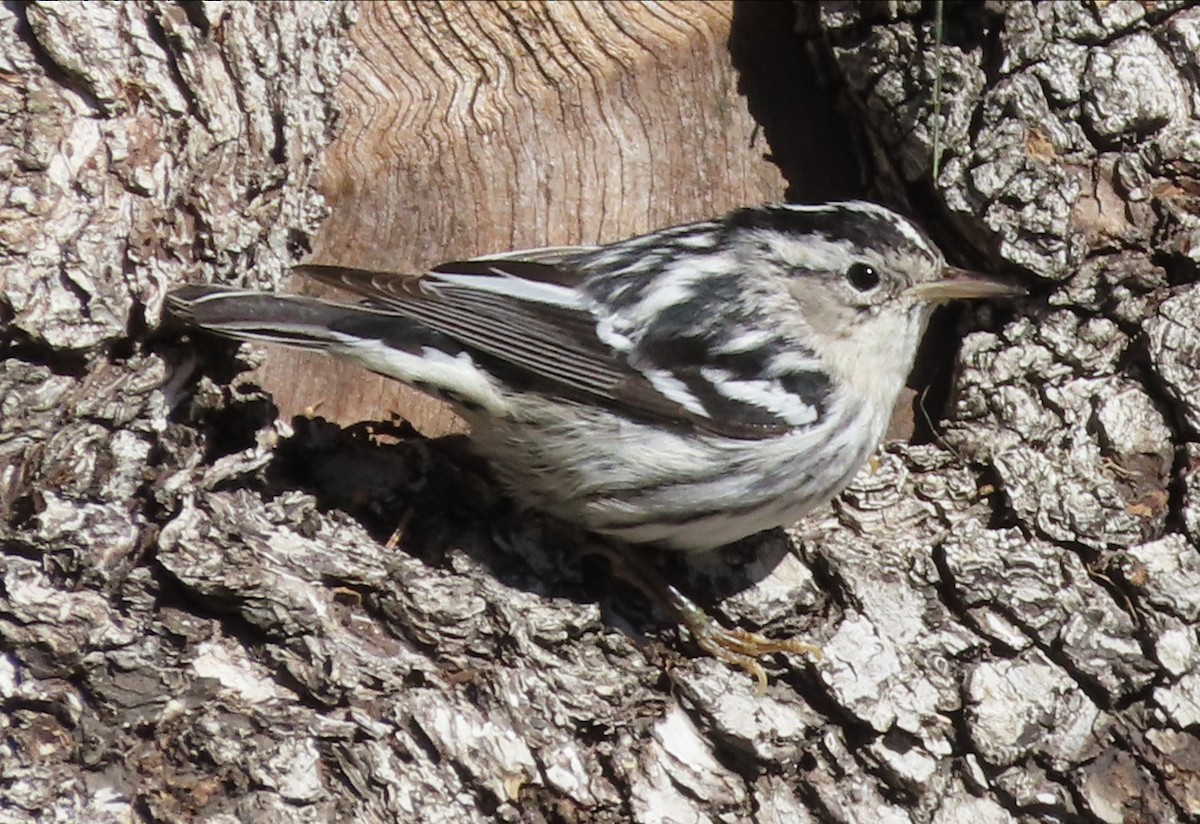 Black-and-white Warbler - ML535516711