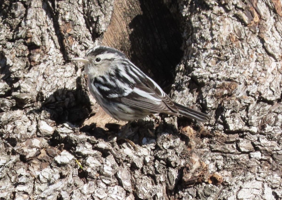 Black-and-white Warbler - ML535516721
